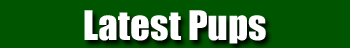 Latest Pups