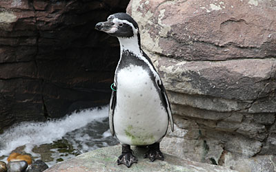 Humboldt Penguins