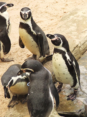 The Resident Penguins welcoming Pine