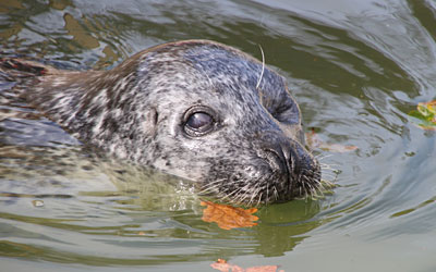 Common Seal