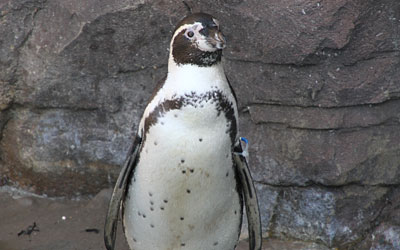 Humboldt Penguins - Lola