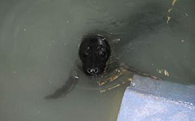 Mike enjoying a swim