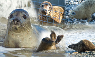 Photos taken by Simon Bone - www.cornishseals.co.uk