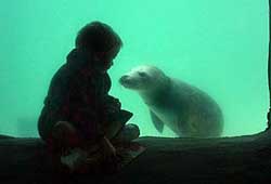 Underwater viewing window