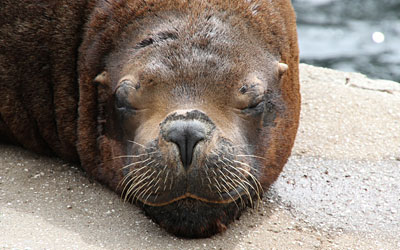 Californian Dreaming