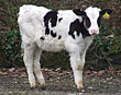 Udderly surprising visitor attempts to moo-ve into the National Seal Sanctuary
