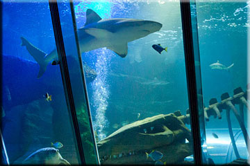 Topical Shark Tank