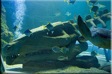 Topical Shark Tank