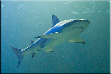 Topical Shark Tank