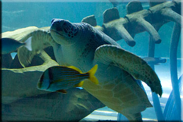 Topical Shark Tank