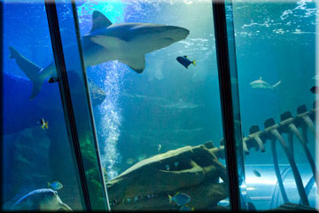 Topical Shark Tank