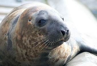 Sahara the Arctic Hooded Seal
