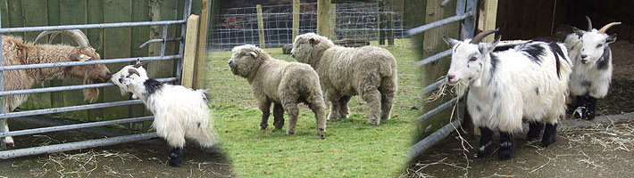 New Paddocks