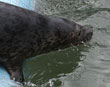 Cornish Seal Sanctuary celebrates the best of Britain