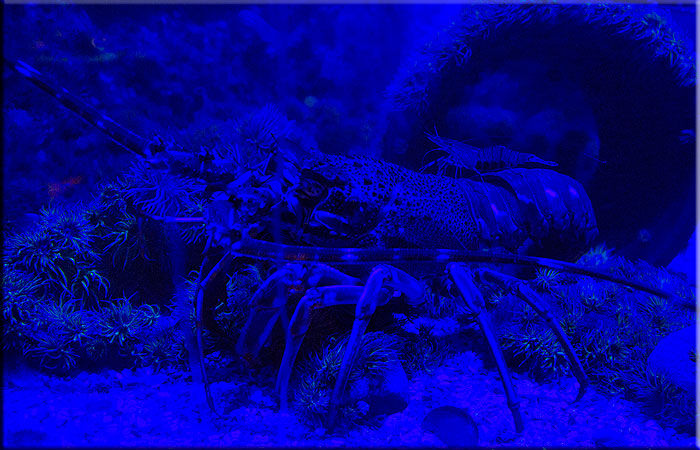 Spiny Lobster