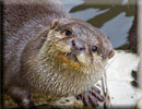 Otter