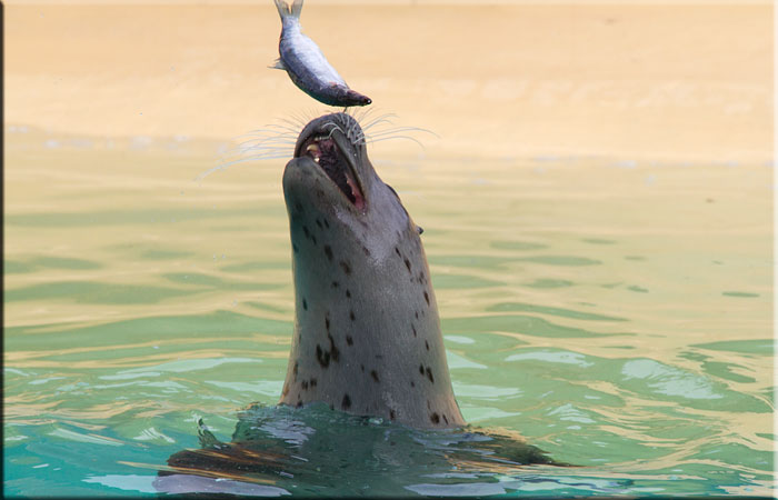 Tyne, the resident seal