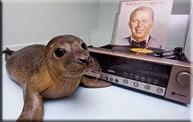 A seal pup enjoying listening to Sinatra