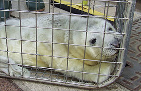 Hermonie, one of the Sanctuary's current three rescued pups, as she was being rescued