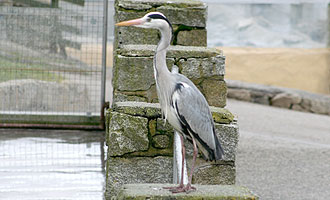 Henry the Heron