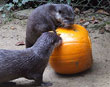 Otterly Spooky!