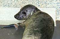 Pebbles in the hospital - photo was taken on 20th October 2006 by Rachael Vine