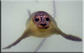 Albert inside the hospital pool