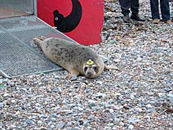 Alpha being released