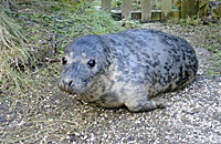 Angie, rescued seal pup - Photo taken by Heather