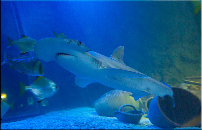 Bonnethead Shark