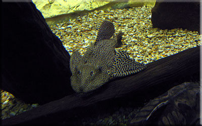 Suckermonth Catfish