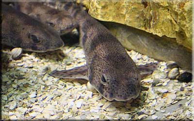 Lesser Spotted Dogfish