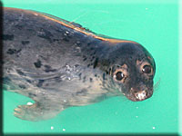 Arwen, a rescued pup