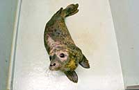 Audrey (Hepburn), rescued grey seal pup