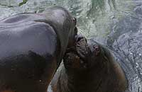 Boadicea kisses Carus