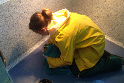 Tamara checking Biffy Clyro - photo taken by Paul Riley of Head and Head Vets