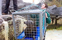 Bilobo, in cage for release