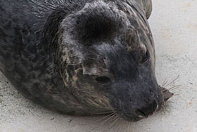 Billy - 29th December 2010