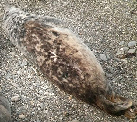 (Blyth - Photo copyright of Sue Sayer (www.cornwallsealgroup.co.uk)