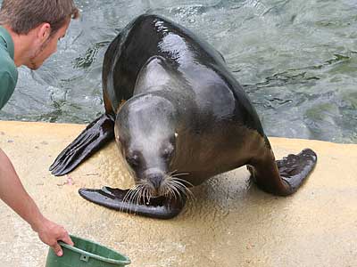 Boadicea, our resident Patagonian Sea Lion