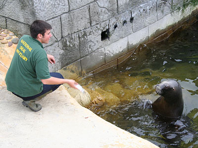 Boadicea, our resident Patagonian Sea Lion