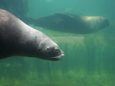 Boadicea and Carus underwater
