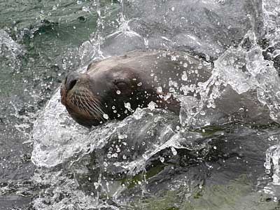 Boadicea, our resident Patagonian Sea Lion