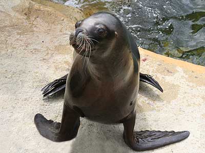 Boadicea, our resident Patagonian Sea Lion