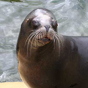 Boadicea, our resident Patagonian Sea Lion