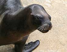 Boadi, Patagonian Sea Lion