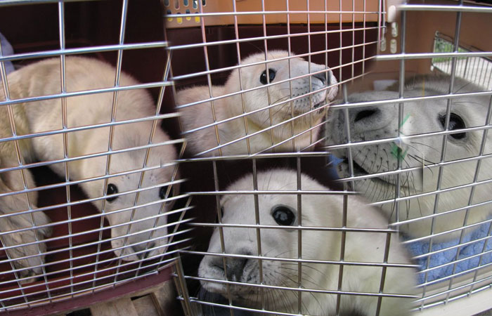 Boo - photo taken by Dave McBride