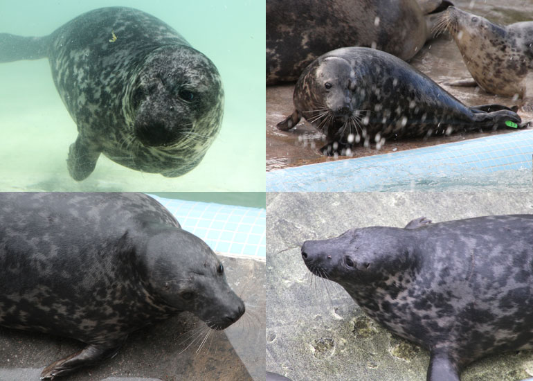 Photos of Boudicca taken on 28th December 2011