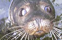 Branwyn, rescued common seal pup