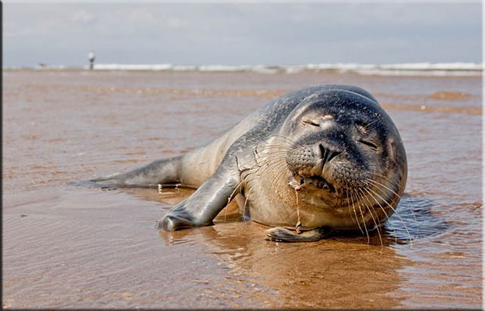 Beckham - Photo copyright of Bruce Ferguson